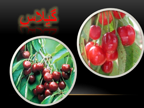 پاور پوینت گیلاس